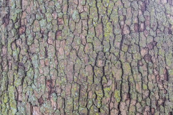 Tree bark