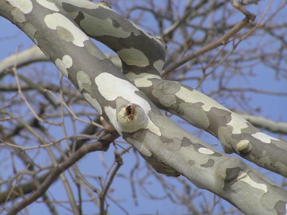Tree branch