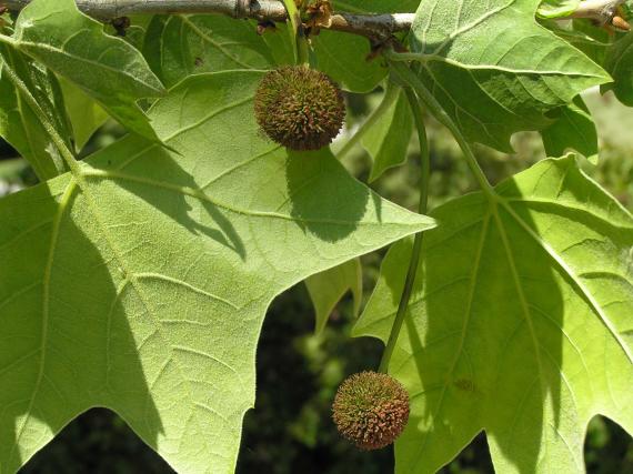 Tree flower