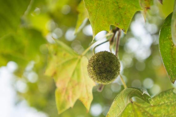 Tree fruit