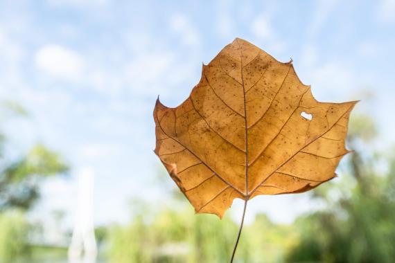 Tree leaves fall