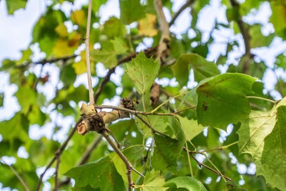 Tree leaves