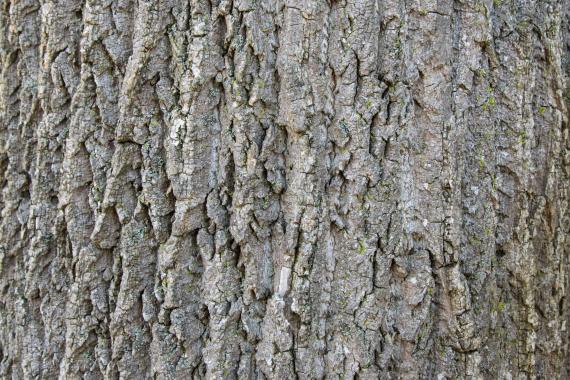 Tree bark