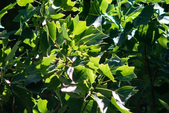 Tree leaves