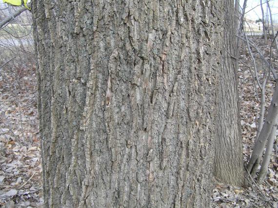 Tree bark