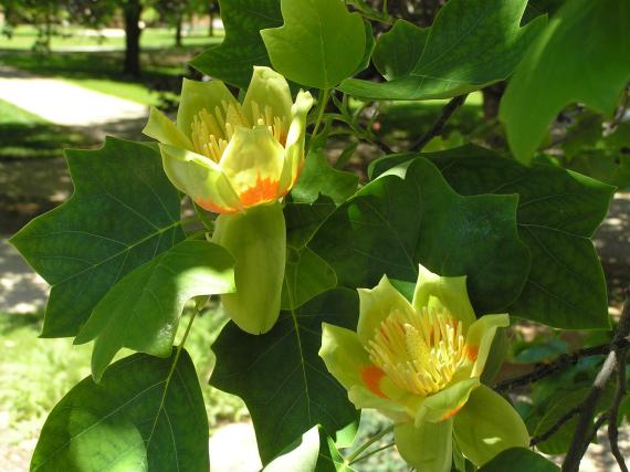 Tree flower