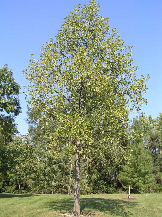 Tree habit