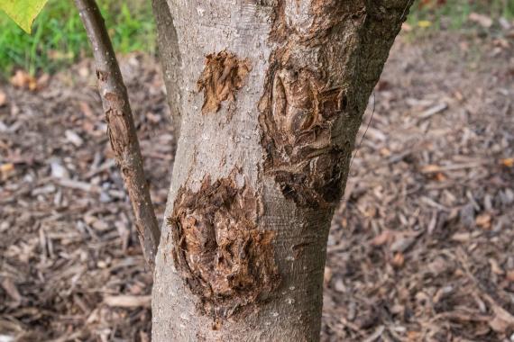 Tree bark
