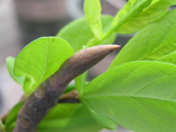Tree bud
