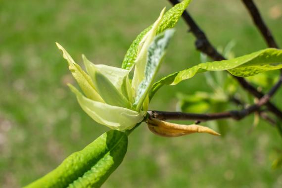 Tree leaves in spring