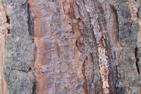Tree bark