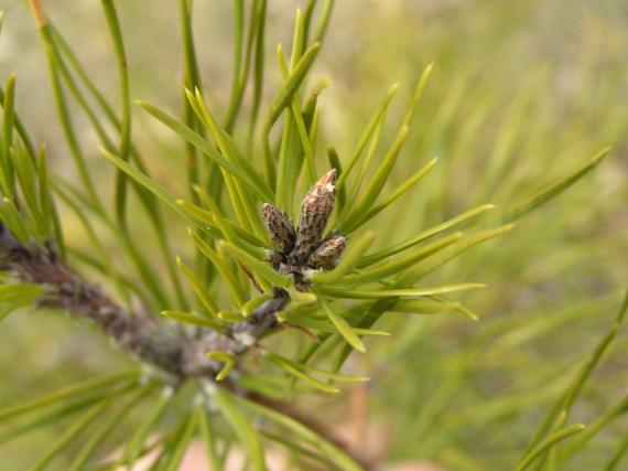 Tree bud