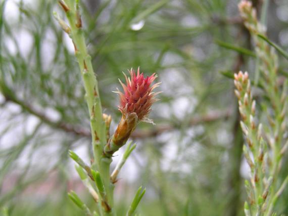 Tree flower