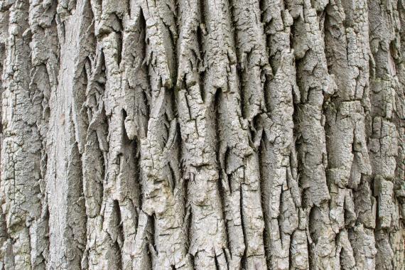 Tree bark