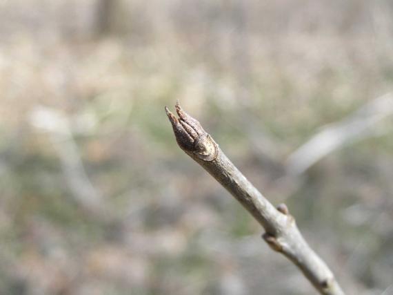 Tree bud