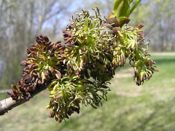 Tree flower