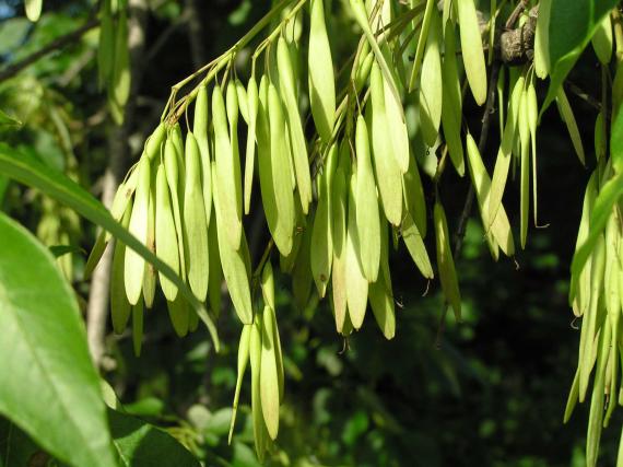 Tree fruit