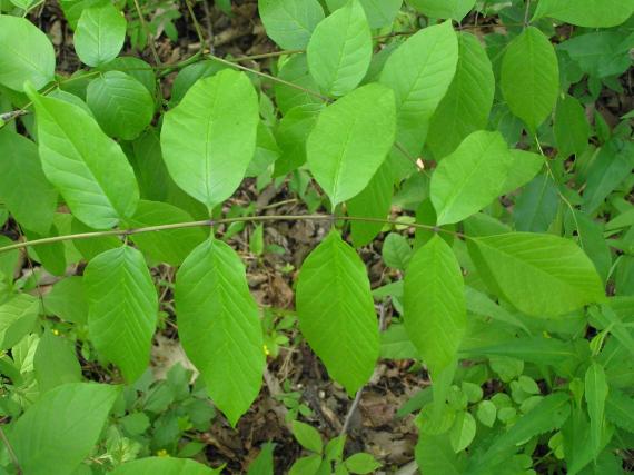 Tree leaves