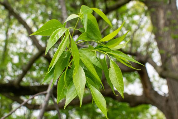 Tree leaves in spring