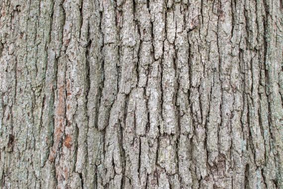 Tree bark