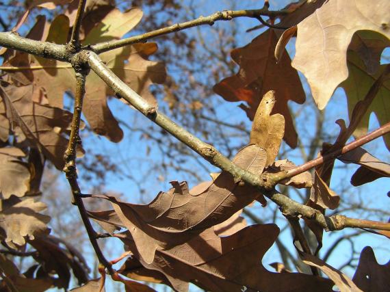 Tree branch