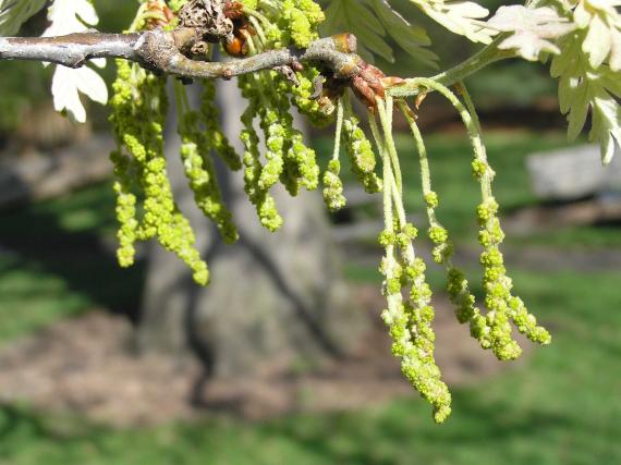 Tree flower