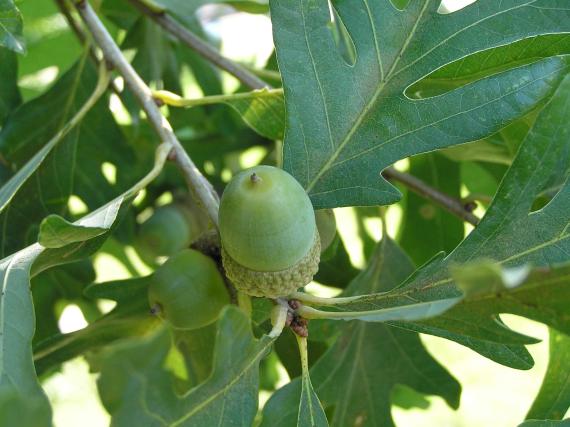 Tree fruit
