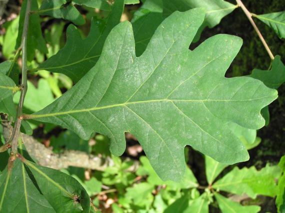 Tree leaves