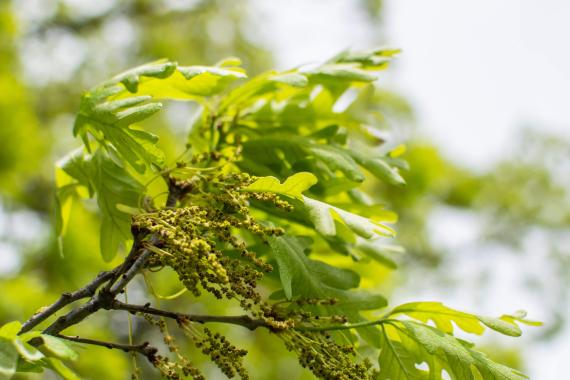 Tree leaves