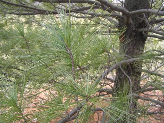 Tree branch
