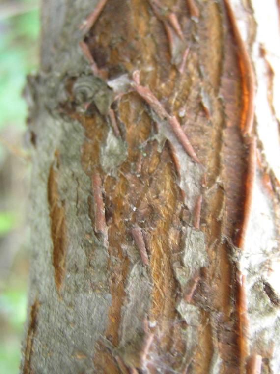 Tree bark