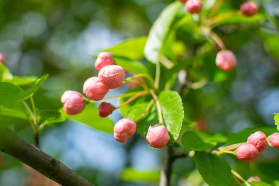 Tree bud
