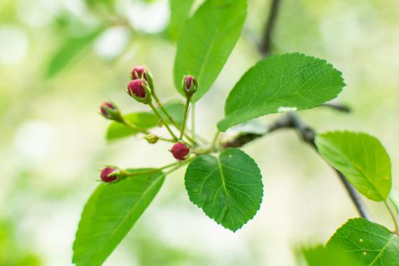 Tree bud