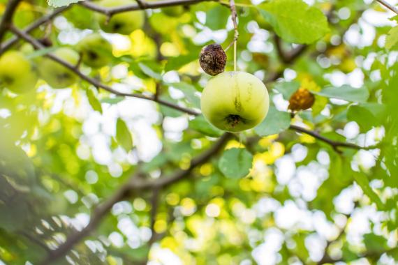 Tree fruit