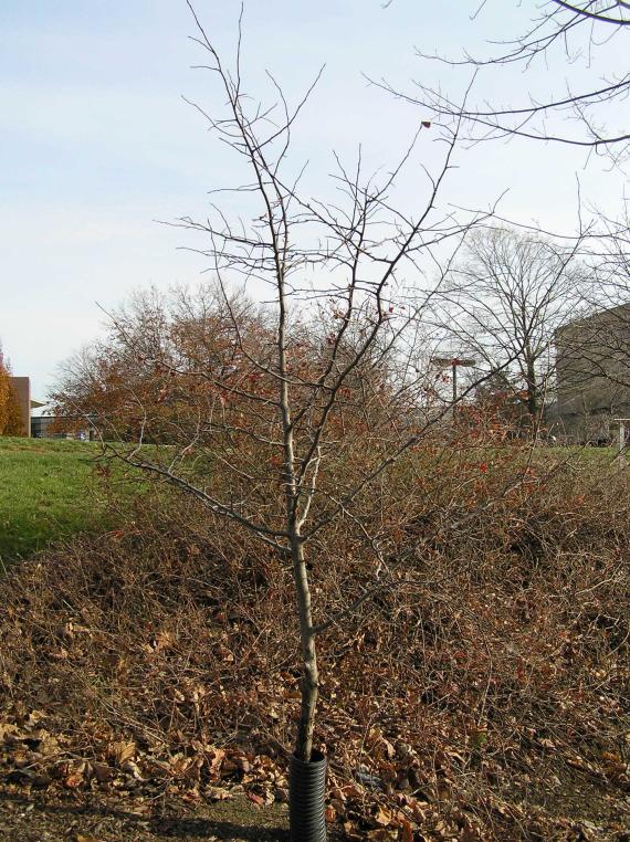 Tree habit