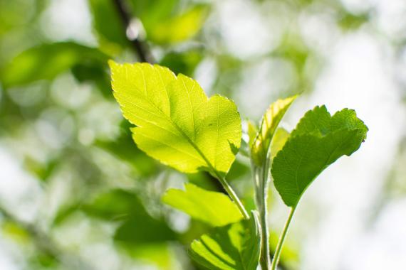 Tree leaves