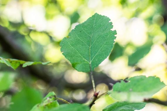 Tree leaves
