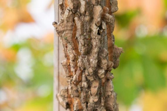 Tree bark