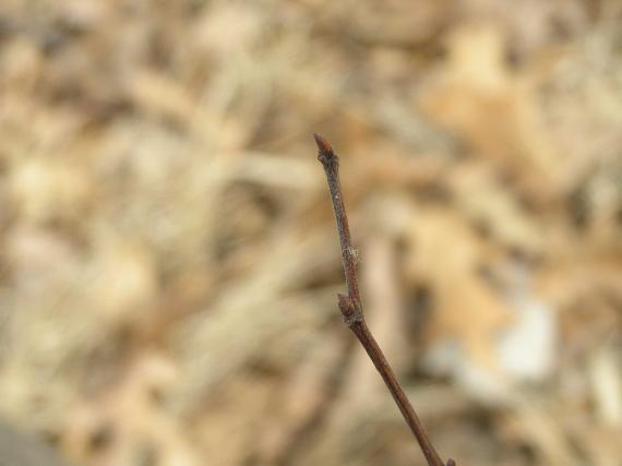 Tree bud