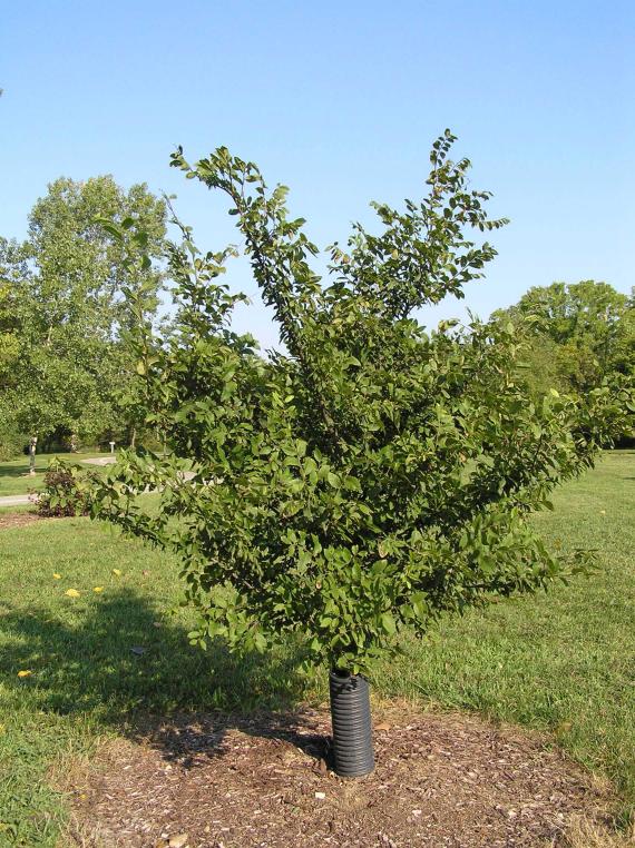 Tree habit