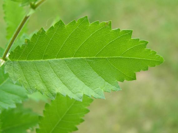 Tree leaves
