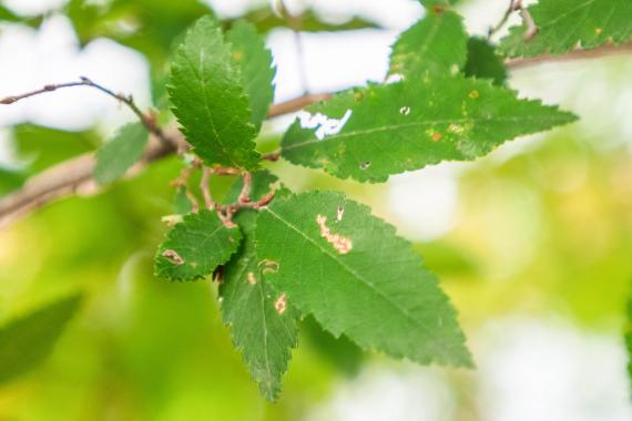 Tree leaves