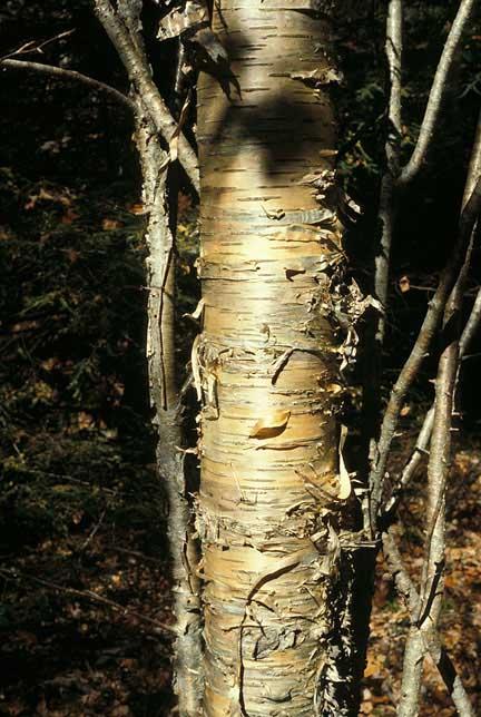 Tree bark