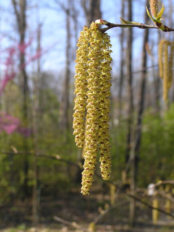 Tree flower