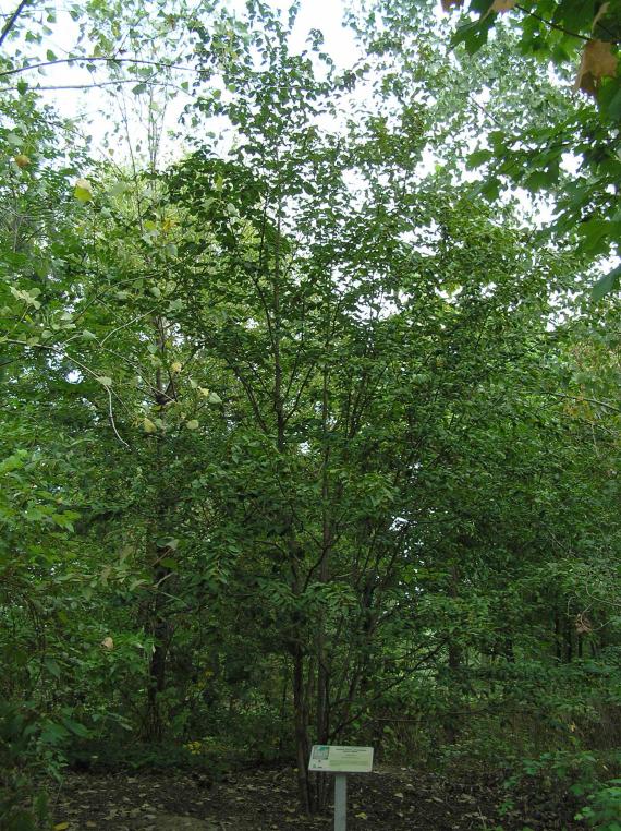 Tree habit