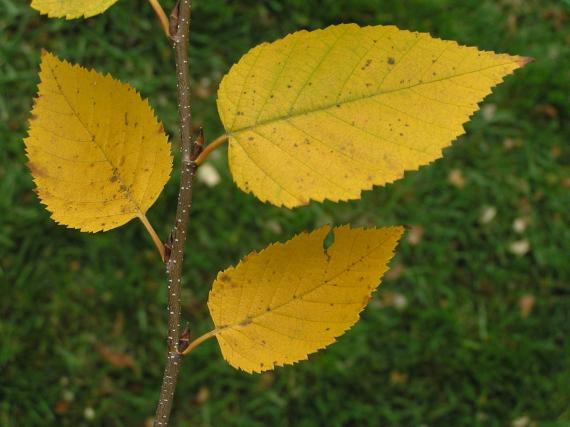 Tree leaves