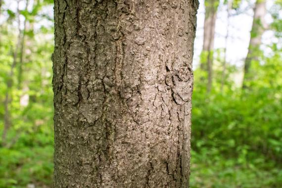 Tree bark