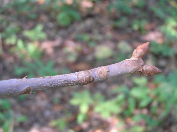 Tree branch