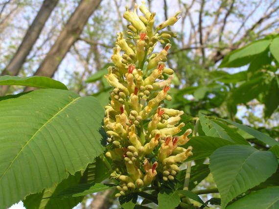 Tree flower