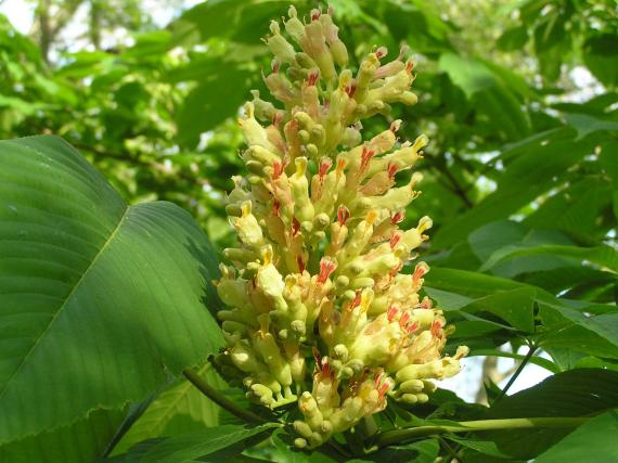 Tree flower